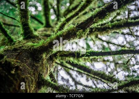 Branches covered with moss, temperate rainforest, Mt. Baker-Snoqualmie National Forest, Washington, USA, North America Stock Photo
