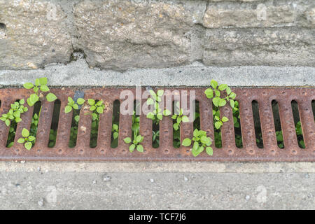 Common Chickweed / Stellaria media growing through a drainage grate. Common weed for gardeners, but also edible as a foraged survival food. Stock Photo