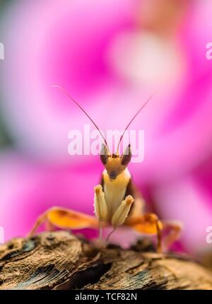 Mantis, male of the African flower mantis (Pseudocreobotra wahlbergii), captive, occurrence Africa Mantis, male of the African flower mantis (Pseudocreobotra wahlbergii), captive, occurrence Africa