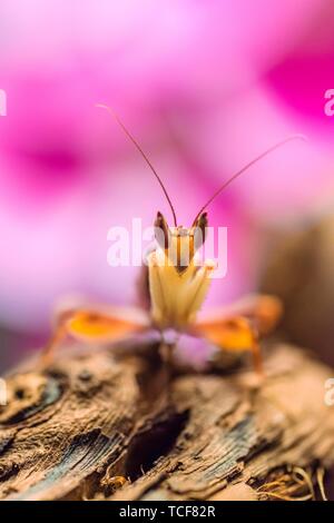 Mantis, male of the African flower mantis (Pseudocreobotra wahlbergii), captive, occurrence Africa