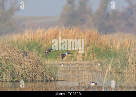 Side view of flock of ducks with spreading wings landing on lake expanse Stock Photo