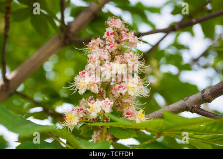 Chestnut flowers in spring. Aesculus hippocastanum. Stock Photo