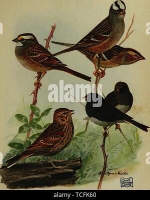 Engraved drawing of the Sparrows, White-throated Sparrow (Zonotrichia albicollis), Vesper Sparrow (Pooecetes gramineus), White-crowned Sparrow (Zonotrichia leucophrys), and Dark-eyed Junco (Junco hyemalis), from the book 'Birds of New York' by Elon Howard Eaton and Nicholas H. Noyes, 1910. Courtesy Internet Archive. () Stock Photo