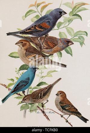 Engraved drawings of the Blue Grosbeaks (Passerina caerulea) and Indigo Buntings (Passerina cyanea), from the book '66th Annual Report' by the New York State Museum, 1902. Courtesy Internet Archive. ()