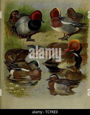 Engraved drawing of the British Ducks, Common Pochard (Aythya ferina), American Wigeon (Mareca americana), Widgeon (Mareca penelope), Red-crested Pochard (Netta rufina), and Garganey (Spatula querquedula), from the book 'British birds' by Archibald Thorburn, 1915. Courtesy Internet Archive. () Stock Photo