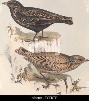 Black Lark; Melanocorypha yeltoniensis Stock Photo - Alamy