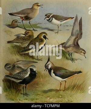 Engraved drawings of the Plovers, Sociable Plover (Vanellus gregarius), European Golden Plover (Pluvialis apricaria), Grey Plover (Pluvialis squatarola), Killdeer (Charadrius vociferus), and Pacific Golden Plover (Pluvialis fulva), from the book 'British birds' by Archibald Thorburn, 1915. Courtesy Internet Archive. () Stock Photo