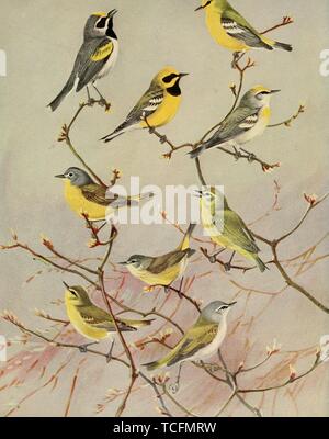 Engraved drawings of the Warblers, Golden-winged Warbler (Vermivora chrysoptera), Blue-winged Warbler (Vermivora cyanoptera), Lawrence's Warbler (Vermivora cyanoptera), Brewster's Warbler (Vermivora leucobronchialis), Nashville Warbler (Oreothlypis ruficapilla), Orange-crowned Warbler (Oreothlypis celata), and Tennessee Warbler (Oreothlypis peregrina), from the book 'Birds of Massachusetts and other New England states' by Edward Howe Forbush, 1925. Courtesy Internet Archive. () Stock Photo