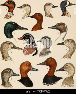 Engraved drawings of the Duck heads, Green-winged Teal (Anas carolinensis), Blue-winged Teal (Spatula discors), Cinnamon Teal (Spatula cyanoptera), Northern Shoveler (Spatula clypeata), Northern Pintail (Anas acuta), Wood Duck (Aix sponsa), Redhead (Aythya americana), and Canvasback (Aythya valisineria), from the book 'The birds of eastern North America' by Charles Barney Cory, 1899. Courtesy Internet Archive. () Stock Photo