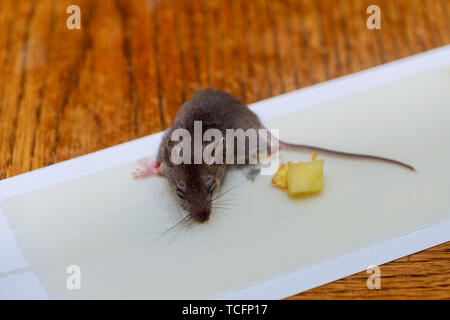 Dead rat glued at clue tray on wood table mouse killed Stock Photo