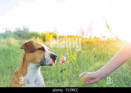 Dog with closed eyes enjoys sniffing a flower in the field. Human gives a cute puppy a wild rose  outdoors, owner and pet bond concept. Stock Photo