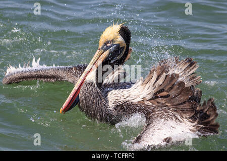 shaking Peruvian pelican in portrait, peru Stock Photo