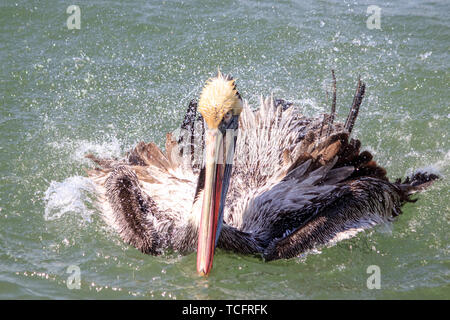 shaking Peruvian pelican in portrait, peru Stock Photo