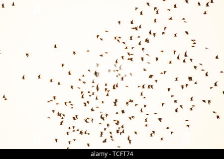 silhouette flock of bird in the sky Stock Photo
