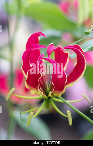 Gloriosa superba 'Rothschildiana'. Glory lily. Flame lily. Gloriosa lily Stock Photo