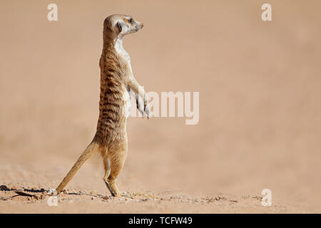 Alert meerkat (Suricata suricatta) standing on guard, Kalahari desert, South Africa Stock Photo