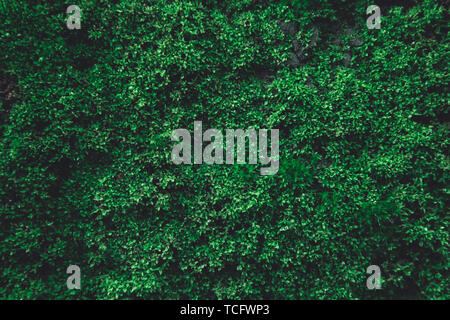 Green moss on old concrete wall. green moss nature dark green tone background Stock Photo