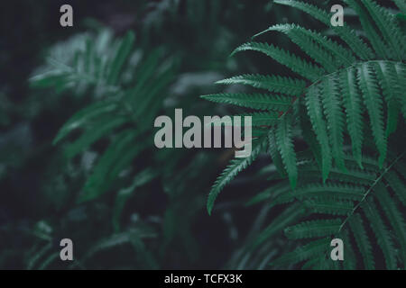 Green ferns leaves pattern background. Ferns leaves nature dark green tone background. Stock Photo