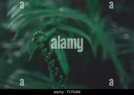 Green ferns leaves pattern background. Ferns leaves nature dark green tone background. Stock Photo