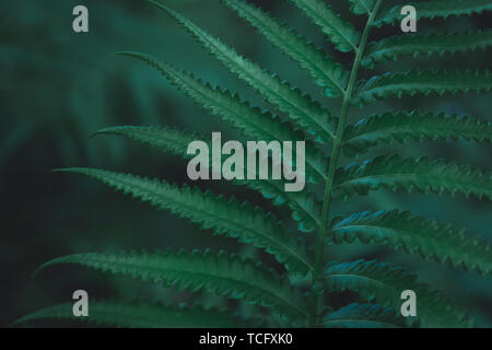 Green ferns leaves pattern background. Ferns leaves nature dark green tone background. Stock Photo
