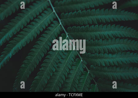 Green ferns leaves pattern background. Ferns leaves nature dark green tone background. Stock Photo