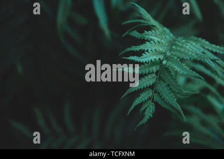 Green ferns leaves pattern background. Ferns leaves nature dark green tone background. Stock Photo