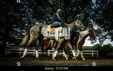 Elmont, New York, USA. 6th June, 2019. JUNE 06: Tacitus walks back to the barn after completing preparations for The Belmont Stakes at Belmont Park in Elmont, New York on June 06, 2019. Evers/Eclipse Sportswire/CSM/Alamy Live News Stock Photo