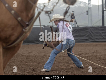 Heber City, Utah, USA. 7th June, 2019. A young woman flips a goat on to its back in the goat tying event at the Utah High School Rodeo Association Finals in Heber City Utah, June 7, 2019. Students from across the state of Utah gathered to compete in Barrel Racing, Pole Bending, Goat Tying, Breakaway Roping, Cow Cutting, Bull Riding, Bareback Riding, Saddle Bronc Riding, Tie Down Roping, Steer Wrestling, and Team Roping. Credit: Natalie Behring/ZUMA Wire/Alamy Live News Stock Photo