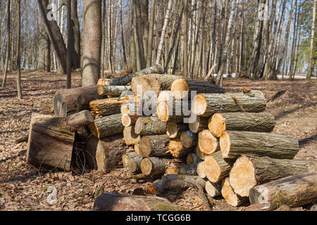 Large woodpile of firewood in a forest. Stock Photo