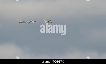 Group of trumpeter swans flying in front of the clouds during Spring migrations at the Crex Meadows Wildlife Area in Northern Wisconsin Stock Photo