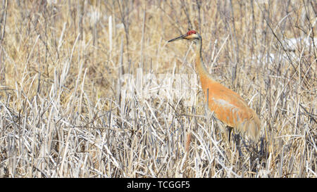 Very early spring migrant sandhill crane in previous year's wetland reeds in the Crex Meadows Wildlife Area in Northern Wisconsin