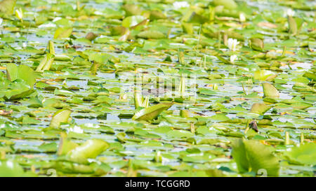 Female red-winged black in a sea of green lily pads in the Crex Meadows Wildlife Area in Northern Wisconsin Stock Photo