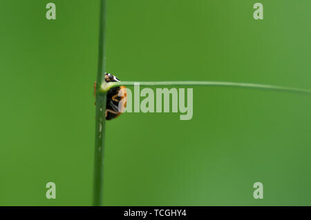 Underside of climbing lady bug on green grass with beautiful green background - picture is almost totally green with some black, red, and white - take Stock Photo