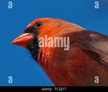Northern cardinal closeup of head Stock Photo