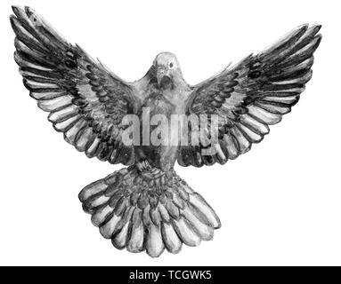 Watercolor and digital watercolor illustration of unicolor bird, pigeon in black-white color, symbol of the Holy Spirit, isolated on white background. Stock Photo