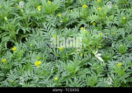 African Marigold, Mexican Marigold, Aztec Marigold, Tagetes erecta