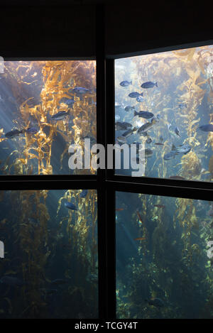 monterey bay aquarium Stock Photo