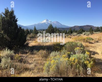 Vast meadow covered with withered grass and green conifer trees on background of beautiful high mountains and blue cloudless sky Stock Photo