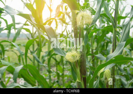 Young corn cob on tree Stock Photo