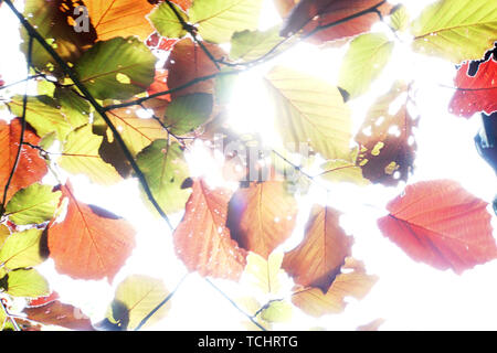 Bluthasel (syn. Purpur Hasel) - Corylus maxima Purpurea - Blätter im Gegenlicht Stock Photo