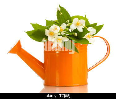 beautiful jasmine flowers with leaves in watering can isolated on white Stock Photo