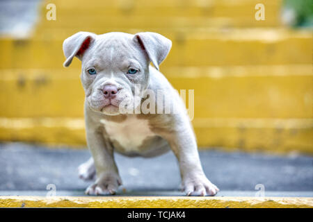 A cute puppy is playing on the steps. Concept of the first steps of life, animals, a new generation. Puppy American Bully. Stock Photo