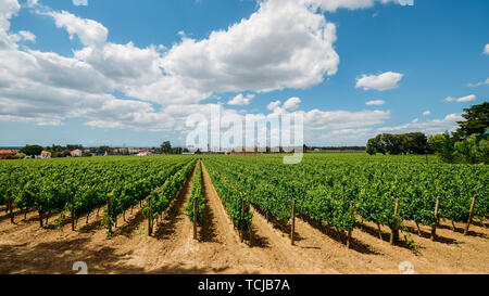 Vineyard at Azeitao in the Setubal region, Portugal. Stock Photo