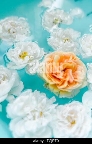 stunning floral texture of roses in water on blue background Stock Photo