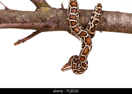 butter ball royal python moorish viper boa snake on a branch with flowers isolated on white Stock Photo