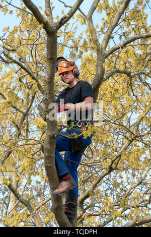 Tree Surgeon or Arborist using a chainsaw while roped up a tree.