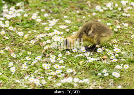 Baby gosling pecking the ground for food Stock Photo