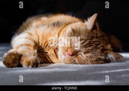 Cat sleeping on the floor in the sunlight Stock Photo