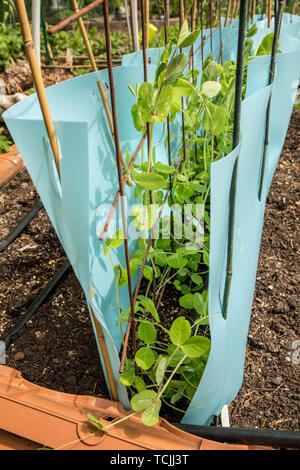 Issaquah, Washington, USA.  Heirloom Golden Sweet Snow Pea plants surrounded by plastic to act as an organic pest management deterrent against mice, v Stock Photo