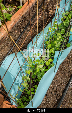 Issaquah, Washington, USA.  Heirloom Golden Sweet Snow Pea plants surrounded by plastic to act as an organic pest management deterrent against mice, v Stock Photo